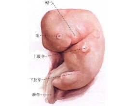 怀孕四个月胎儿图（B超图)