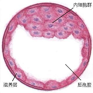 怀孕两个月胎儿图（b超图）