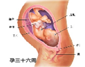 怀孕九个月男胎儿图（33-36周）