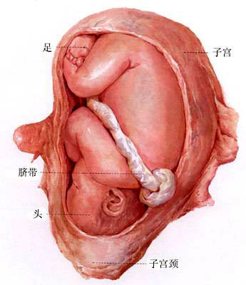 怀孕七个月男胎儿图（性别）