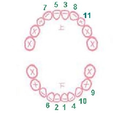 宝宝长牙症状以及宝宝长牙顺序图