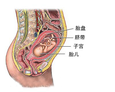 胎儿脐带血取样图文介绍