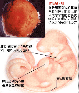 怀孕1个月胎儿多大（附图）