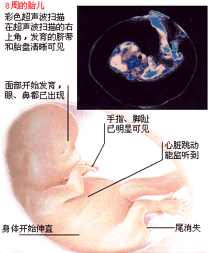 怀孕两个月胎儿多大（附图）