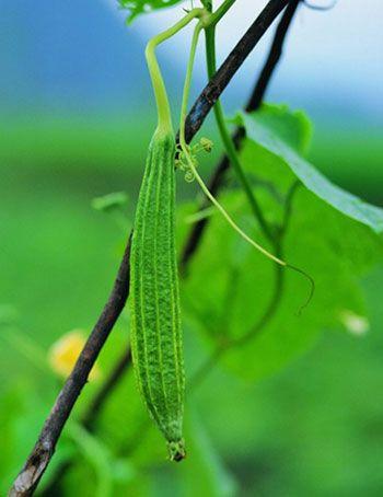 夏天吃什么菜比较好 (2)