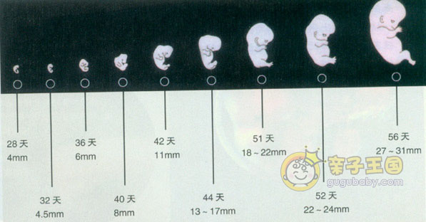 怀孕两个月胎儿有多大 怀孕两个月胎儿大小（图