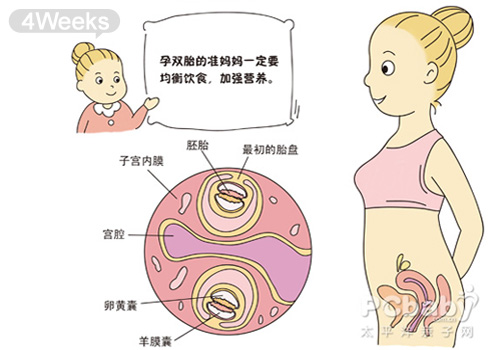 怀双胞胎的症状 双胞胎胎儿发育全过程（图片）