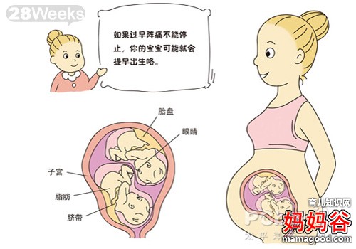 双胞胎儿发育过程图 解密双胞胎发育的全过程(图)