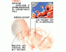 怀孕四个月的胎儿有多大（四个月胎儿四维彩超）