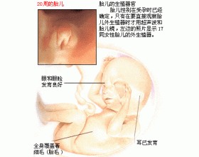 怀孕5个月的胎儿有多大（怀孕五个月胎儿图）