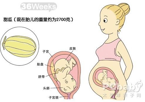 【怀孕36周】怀孕36周胎儿图、胎动情况及注意事项