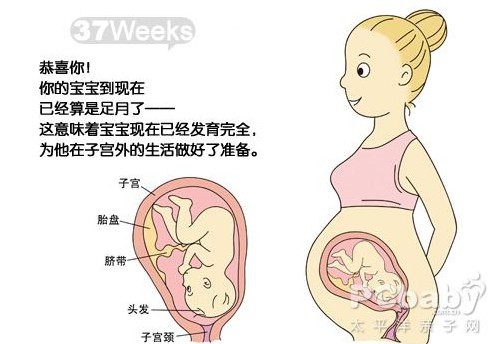 【怀孕37周】怀孕37周胎儿图 孕妇