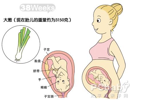 【怀孕38周】怀孕38周胎儿图 怀孕38周见红注意事