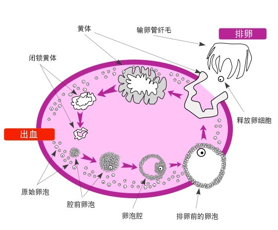 卵泡多大排出？卵泡正常排出的时间