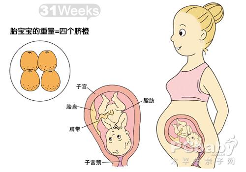 【怀孕31周】怀孕31周胎儿图 胎动注意事项