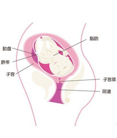 【怀孕31周】怀孕31周胎儿图 胎动注意事项