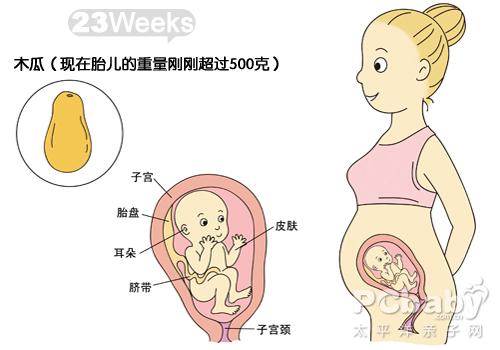 【怀孕23周】怀孕23周胎儿彩超图 23周胎动注意事项