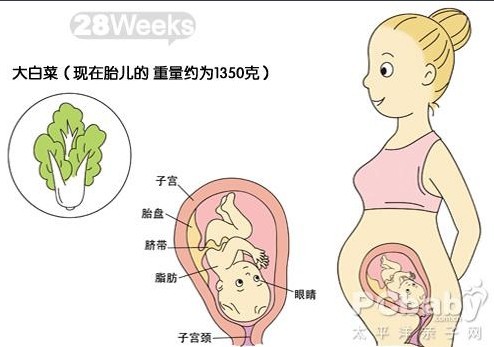 【怀孕28周】怀孕28周胎儿大小图 胎动注意事项