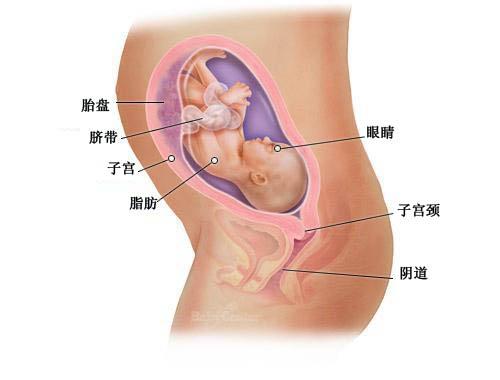 【怀孕28周】怀孕28周胎儿大小图 胎动注意事项