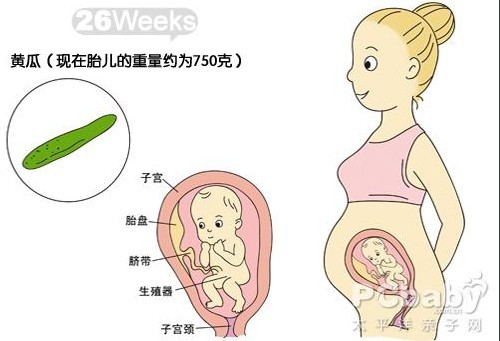 【怀孕26周】怀孕26周胎儿图  26周是几个月应注意什么