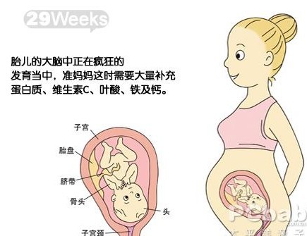 【怀孕29周】怀孕29周胎儿图 怀孕29周胎动吃什么好