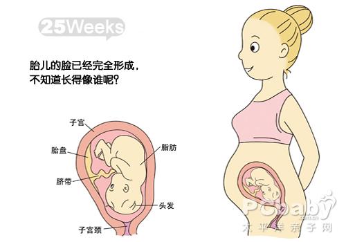 【怀孕25周】怀孕第25周胎儿图 孕2