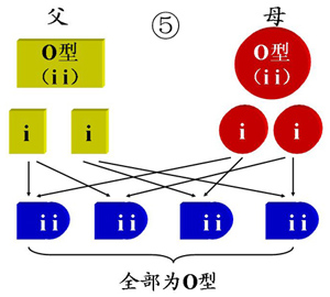 血型遗传规律表 优生必知的血型配对表